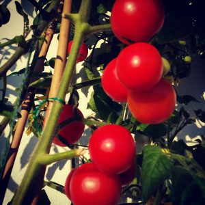 Washington Cherry